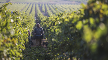 Load image into Gallery viewer, Colomba Bianca Zibibbo Vino Liquoroso Legadi NV