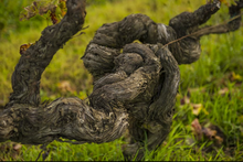 Load image into Gallery viewer, I Suoli Metodo Ancestrale Piripicchio Brut Nature  2020