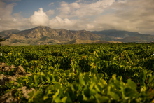 Load image into Gallery viewer, I Suoli Metodo Ancestrale Piripicchio Brut Nature  2020