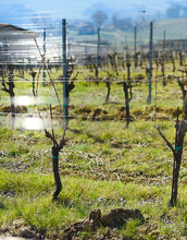 Load image into Gallery viewer, Borgo Paglianetto Terravignata Verdicchio di Matelica DOC 2023