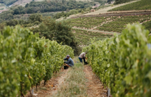 Load image into Gallery viewer, Domaine des Prevelieres Beaujolais Grain d'Argile 'Pierre Dorees' 2024