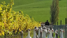 Load image into Gallery viewer, Torch Bearer Sauvignon Blanc 2024
