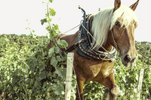 Load image into Gallery viewer, Domaine Arlaud Scritch Chablis 2023