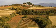 Load image into Gallery viewer, Antonelli Rosso di Montefalco 2022