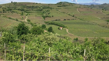 Load image into Gallery viewer, Gini Soave Classico Salvarenza 2020