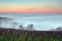 Load image into Gallery viewer, Sottimano Nebbiolo Langhe 2022