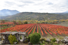 Load image into Gallery viewer, Antonio Caggiano Fiano D'Avellino Béchar 2024
