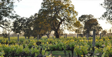 Load image into Gallery viewer, Balnaves Cabernet Sauvignon 2020