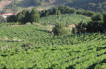 Load image into Gallery viewer, Benito Ferrara Irpinia Aglianico Vigna Quattro Confini 2021