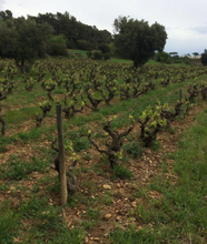 Load image into Gallery viewer, Celler Pardas Rupestris Xarel.lo, Malvasia 2022