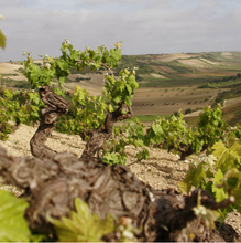 Load image into Gallery viewer, Colomba Bianca Nero d'Avola Granatey 2024