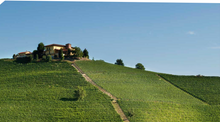 Load image into Gallery viewer, Elvio Cogno Moscato D'Asti 2024