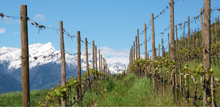 Load image into Gallery viewer, Falkenstein Gewürztraminer 2022