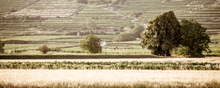 Load image into Gallery viewer, Hirsch Riesling Zöbing 2021
