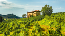 Load image into Gallery viewer, i Clivi Friulano San Lorenzo 2023