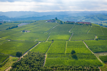 Load image into Gallery viewer, Mauro Molino Barbera d'Asti Leradici 2022