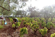 Load image into Gallery viewer, Pietraventosa Primitivo Aglianico Ossimoro 2021