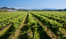 Load image into Gallery viewer, Ronco del Gelso Pinot Grigio Sot Lis Rivis 2022
