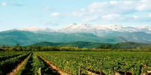 Load image into Gallery viewer, Vie di Romans Pinot Nero Longorucis 2021