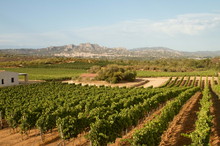 Load image into Gallery viewer, Vigne Surrau Cannonau Rose 2023