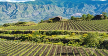 Load image into Gallery viewer, Terra di Vita Decimani Perricone 2024