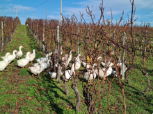 Load image into Gallery viewer, Xavier et Agnes Amirault St Nicolas de Bourgueil Rouge Les Fondis 2016
