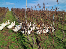 Load image into Gallery viewer, Xavier et Agnes Amirault St Nicolas de Bourgueil Rouge Les Quarterons 2022