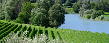 Load image into Gallery viewer, Albino Armani Pinot Grigio Corvara 2023
