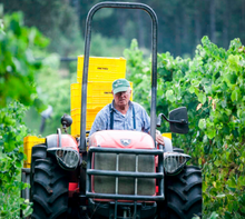 Load image into Gallery viewer, Adega Pedralonga Albariño Terra de Godos 2023