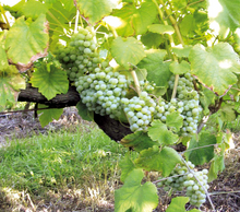 Load image into Gallery viewer, Adega Pedralonga Albariño Terra de Godos 2023