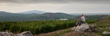 Load image into Gallery viewer, Szepsy Tokaji Furmint Dry 2020