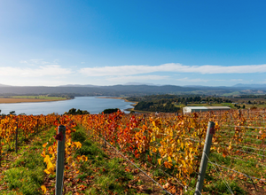 Utzinger Pinot Noir 2023