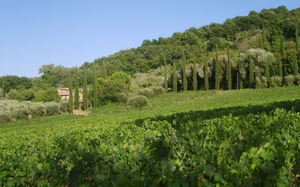 Gianni Brunelli Le Chiuse di Sotto Brunello di Montalcino 2018