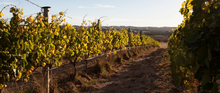 Load image into Gallery viewer, Ngeringa Sheoak Pinot Noir 2024

