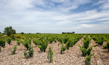 Load image into Gallery viewer, Raymond Usseglio Chateauneuf du Pape Blanc 2022
