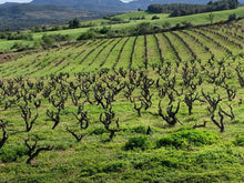 Load image into Gallery viewer, Josep Grau Grenache Tinto  La Florens 2023
