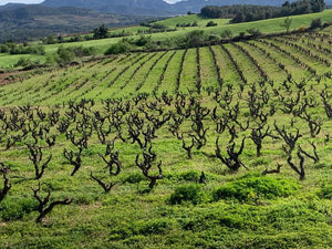 Josep Grau Grenache Tinto  La Florens 2023