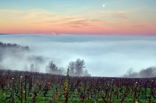 Load image into Gallery viewer, Sottimano Nebbiolo Langhe 2022
