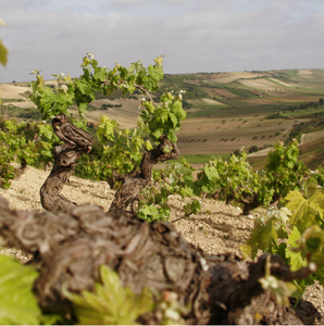 Colomba Bianca Nero d'Avola Granatey 2023