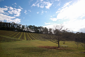 Gembrook Hill Blanc de Blancs 2018