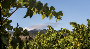 Famiglia Statella Etna Rosso Pettinociarelle 2019