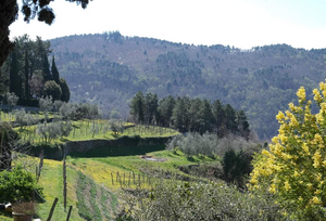 Jurij Fiore e Figlia Chianti Classico Lamole Puntodivista 2019