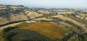 La Calcinara Rosso Conero Riserva Terra Calcinara 2019