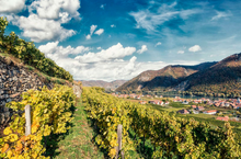 Load image into Gallery viewer, Rudi Pichler Grüner Veltliner Terrassen Smaragd 2023
