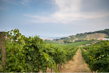 Load image into Gallery viewer, Tenuta Terraviva Trebbiano d&#39;Abruzzo Mario&#39;s 49 2021
